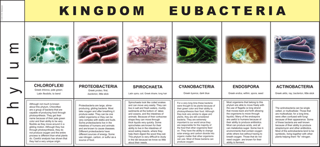 eubacteria examples